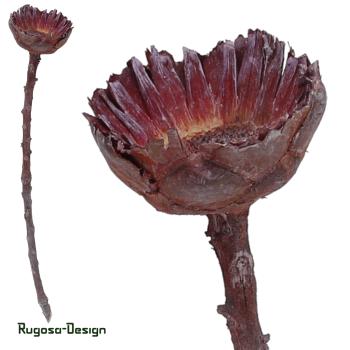 Protea Rosette klein, dunkelrot/raureif